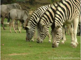 ZOO Prague