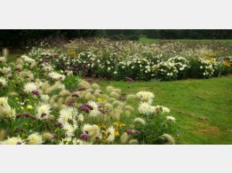 Dahlias from Pruhonice Cultivation