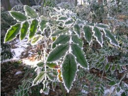 Plants in Pruhonice Parku