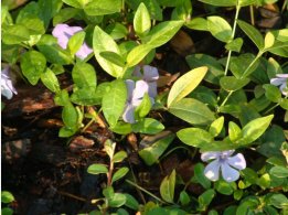 Flowers in the Garden of Parkhotel Pruhonice