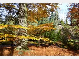 Botanical Garden Pruhonice