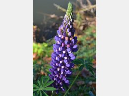 Lupinus polyphyllus