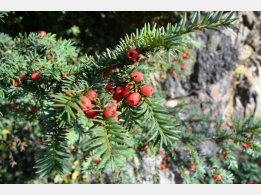 Taxus baccata