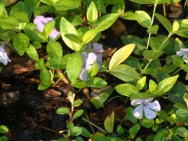 Flowers in the Garden of Parkhotel Pruhonice